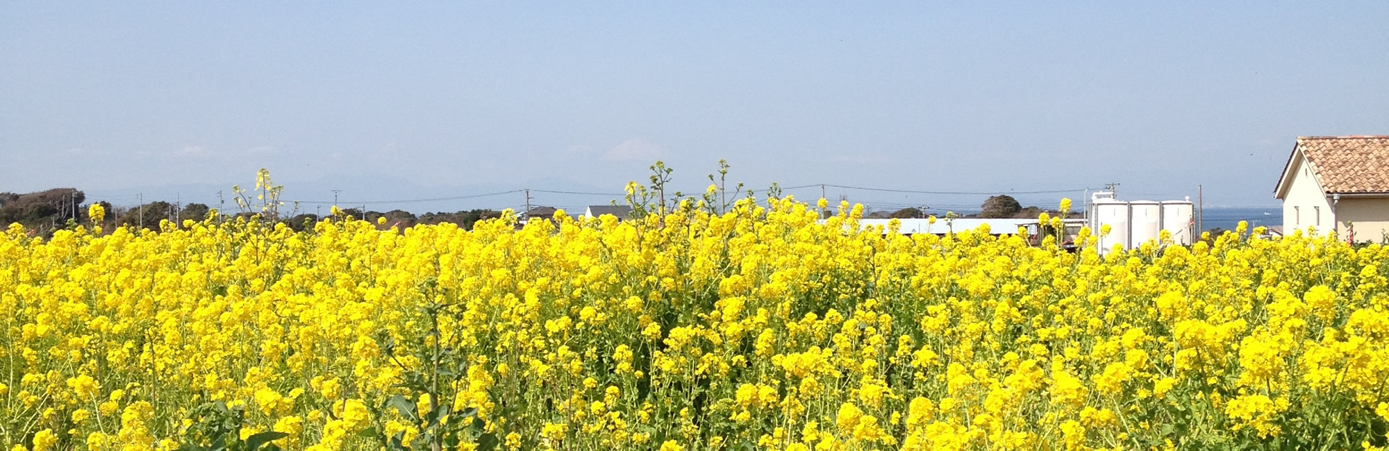 菜の花