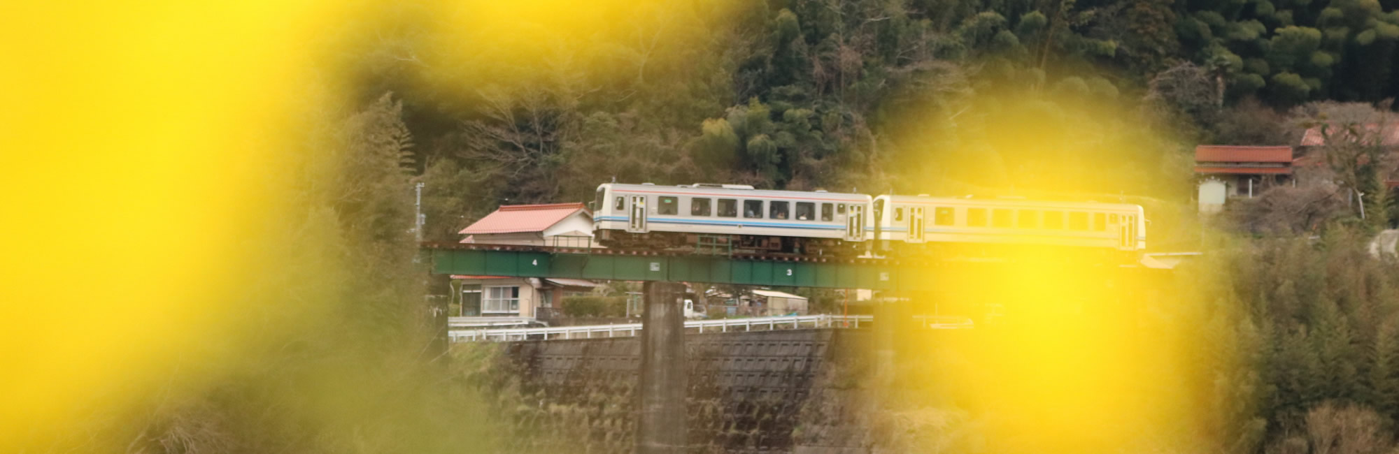 菜の花と電車