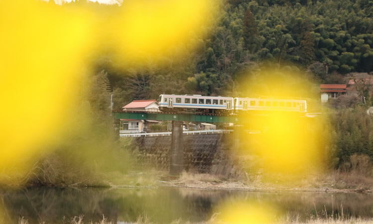 菜の花と電車